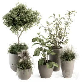 Indoor plant plant set in pot 2